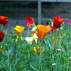 Poppies Tropical Sunset - Renee`s Garden Seeds