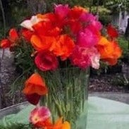 Poppies Tropical Sunset - Renee`s Garden Seeds