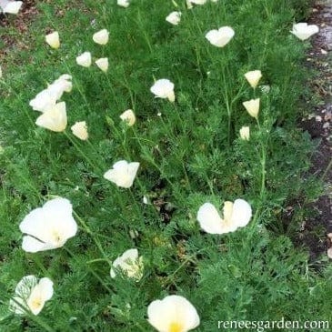 Poppy Buttercream - Renee's Garden Seeds