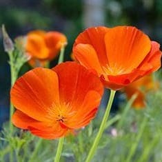 Poppy Copper Pot - Renee's Garden Seeds