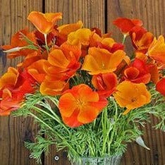 Poppy Copper Pot - Renee's Garden Seeds