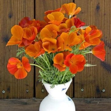 Poppy Copper Pot - Renee's Garden Seeds
