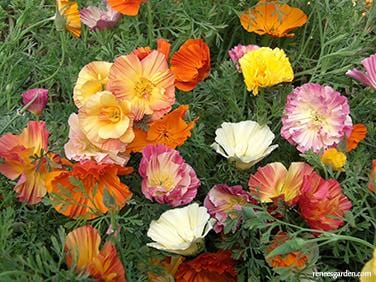 California Poppy Dancing Ballerinas - Renee's Garden