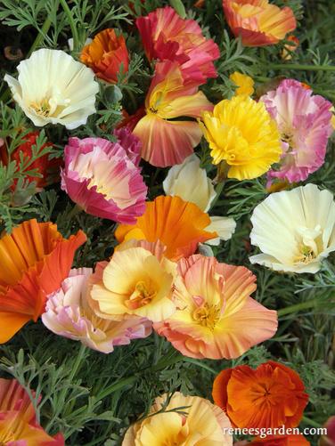 California Poppy Dancing Ballerinas - Renee's Garden