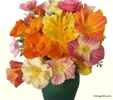 California Poppy Dancing Ballerinas - Renee's Garden