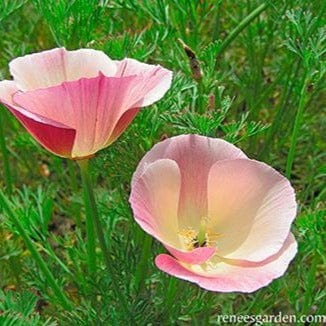 Poppy Dusky Rose - Renee's Garden Seeds