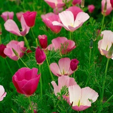 Poppy Dusky Rose - Renee's Garden Seeds