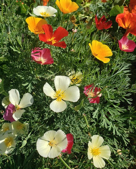 California Poppy Formula Mix - West Coast Seeds