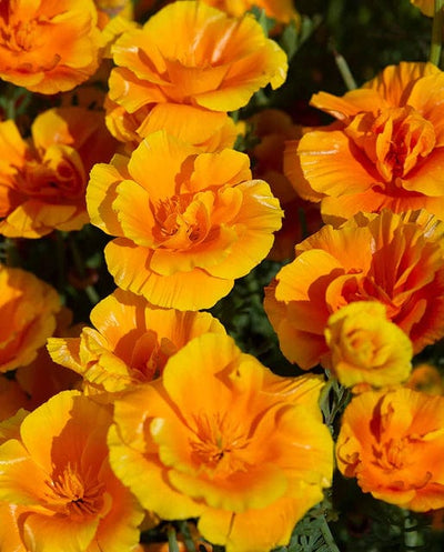 California Poppy Lady Marmalade - West Coast Seeds
