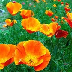 Poppy Native Orange - Renee's Garden