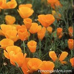 Poppy Native Orange - Renee's Garden