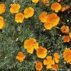 Poppy Native Orange - Renee's Garden