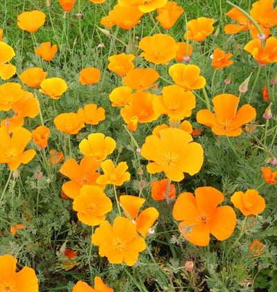 California Poppy Orange - West Coast Seeds