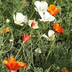 Poppy Tequila Sunrise - Renee's Garden