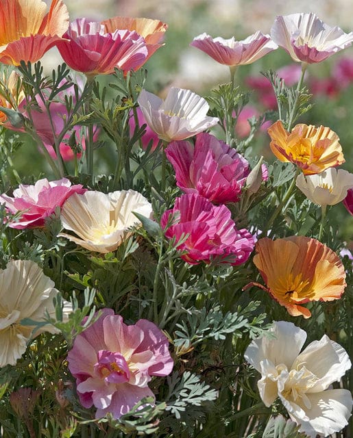 California Poppy Thai Silk Formula - West Coast Seeds