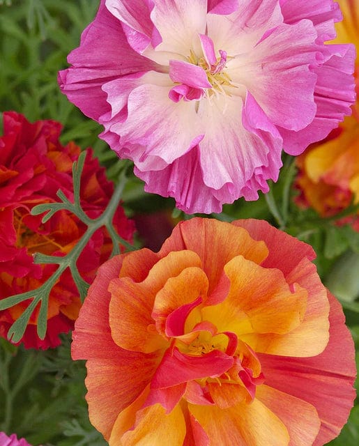 California Poppy XL Jelly Bean - West Coast Seeds