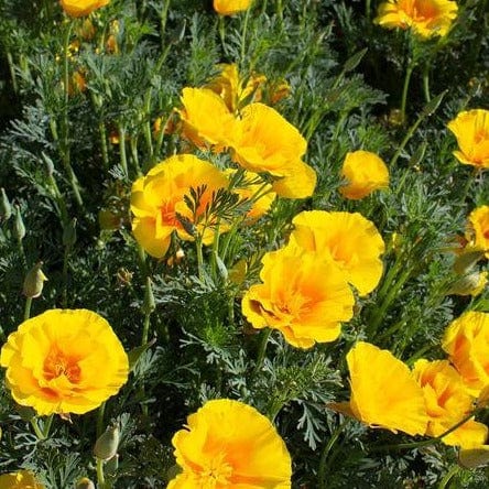 California Poppy Yukon Gold - West Coast Seeds