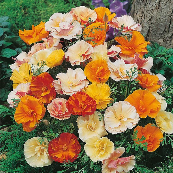 Californian Poppy Mission Bells - Mr. Fothergill's Seeds