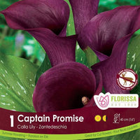 Calla Lily - Captain Promise