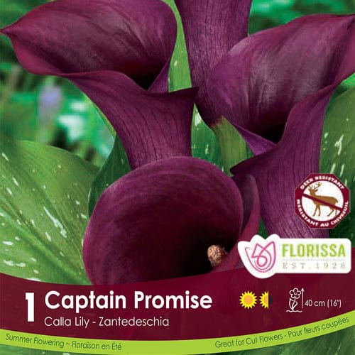 Calla Captain Promise Purple Spring Bulb