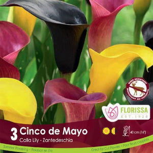 Calla Cinco de Mayo black red and yellow spring bulbs