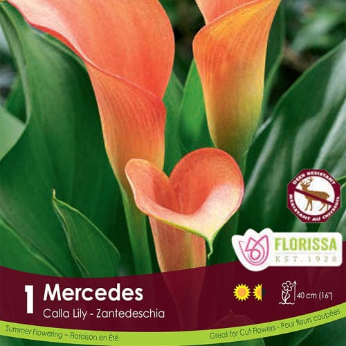 Calla Mercedes Orange Spring Bulb