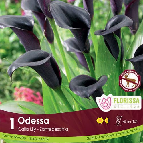 Calla Lily - Odessa