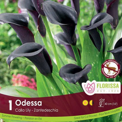 Calla Odessa Black spring bulb