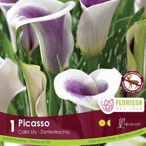 Calla Picasso Spring Bulb