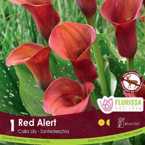 Calla Red Alert Spring Bulb