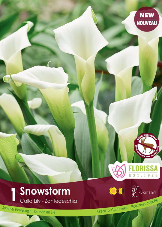 Calla - Snowstorm