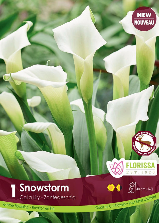 Calla Lily - Snowstorm