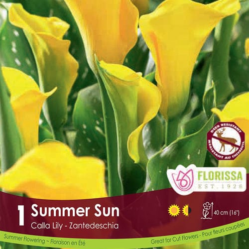 Calla Summer Sun Yellow Spring Bulb
