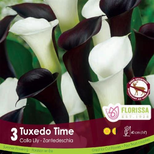 Calla Tuxedo Time black and white spring bulb