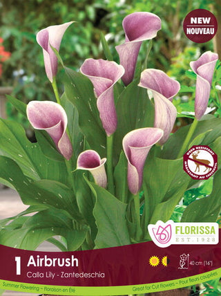 Calla Lily - Airbrush