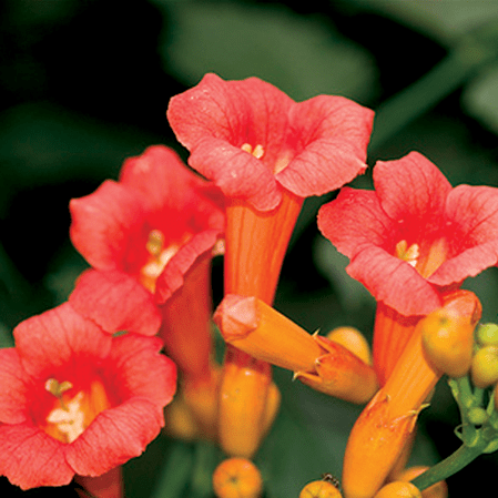 Campsis Tagliabuana Indian Summer