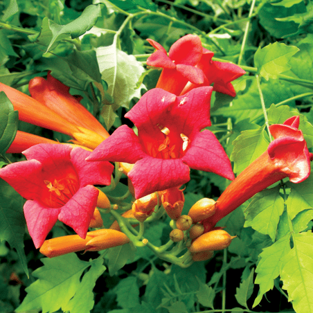 Campsis tagliabuana Madame Galen