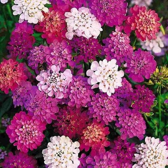 Candytuft Fairy Mixed Colours - Ontario Seed Company