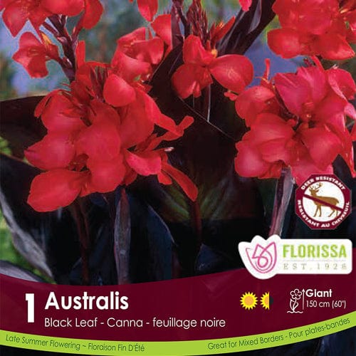 Novelty Canna Australis Spring Bulb