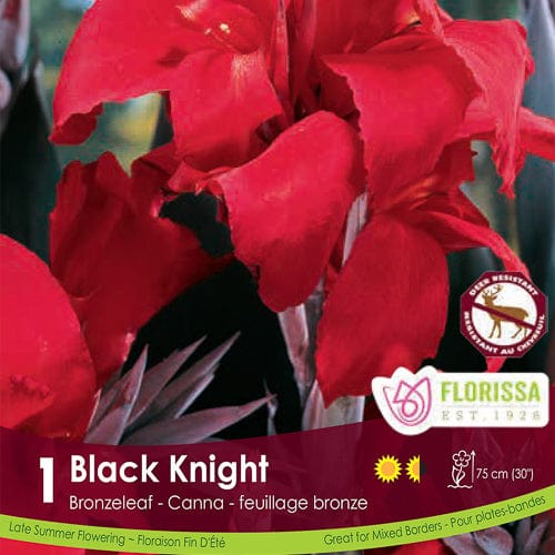 Canna Bronze Black Knight