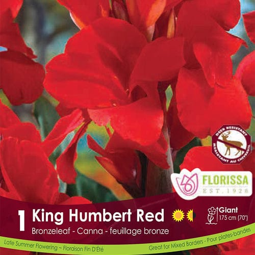 Canna Bronze Red King Humbert Spring Bulb