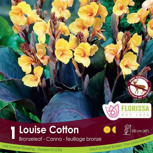 Bronzeleaf Canna Louise Cotton Spring Bulb