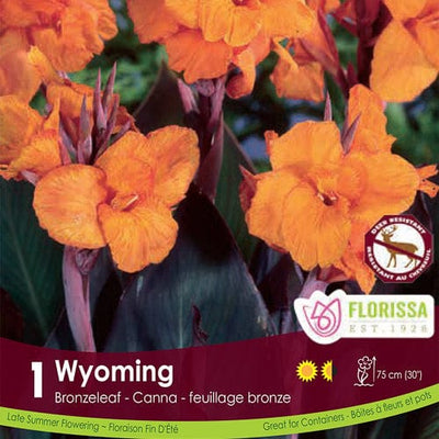 Canna Bronze Wyoming Orange Spring Bulb