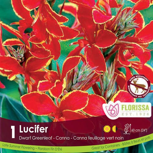 Canna Green Lucifer Dwarf Red Spring Bulb