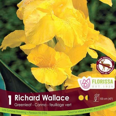 Canna Green Richard Wallace Yellow Spring Bulb