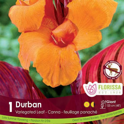 Canna Var Leaf Durban Orange Spring Bulb