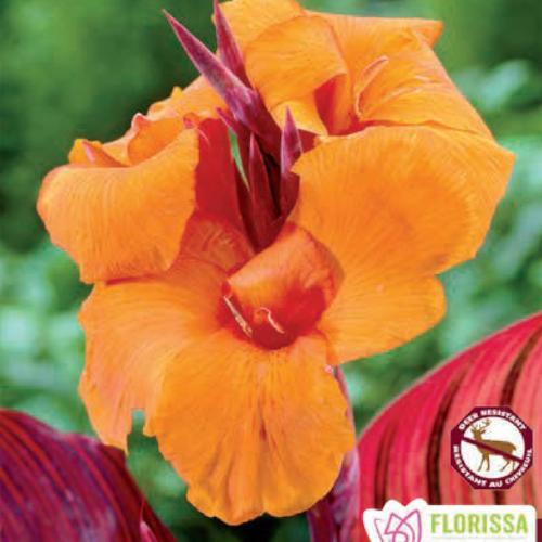 Canna Var Leaf Durban Orange Spring Bulb