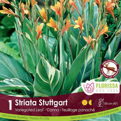 Canna Variegated Leaf - Striata Stuttgart