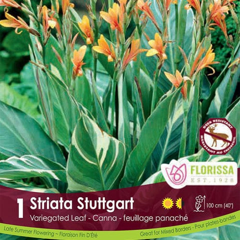 Variegated Leaf Canna | Striata Stuttgart