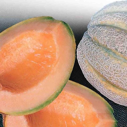 Cantaloupe Delicious - McKenzie Seeds